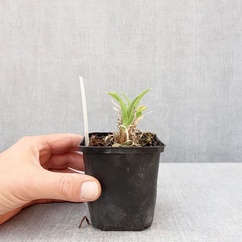 Amostra de Hemerocallis Olive Bailey Langdon Vaso de 8/9 cm tal como entregue na primavera