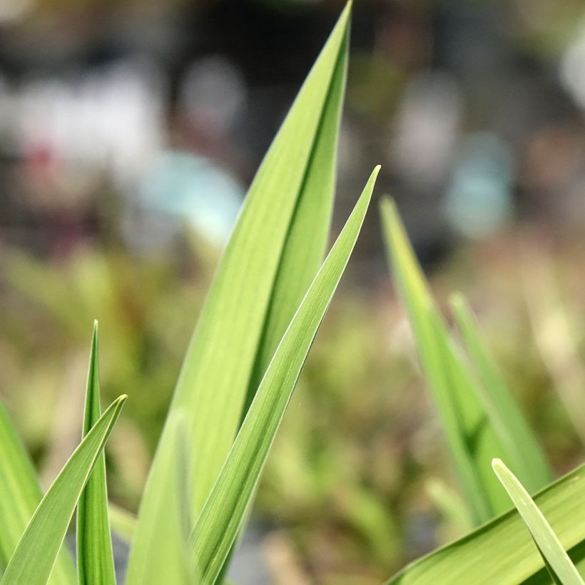 Hemerocallis On and On (Folhagem)