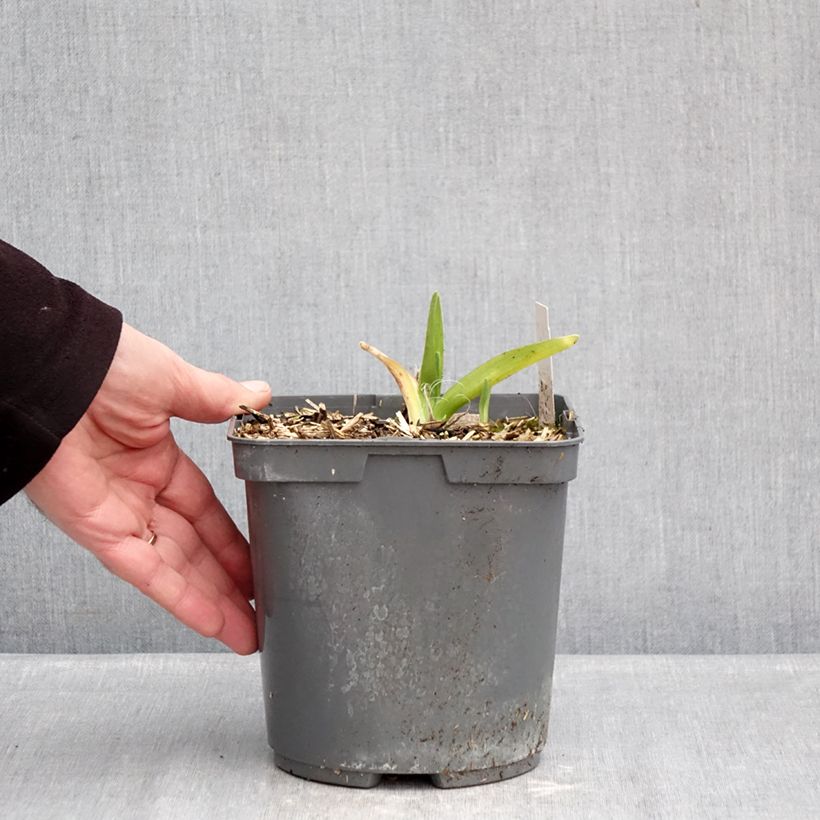 Amostra de Hemerocallis On and On Vaso de 2 L/3 L tal como entregue no inverno