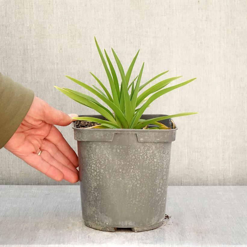 Amostra de Hemerocallis On and On Vaso de 2 L/3 L tal como entregue na primavera