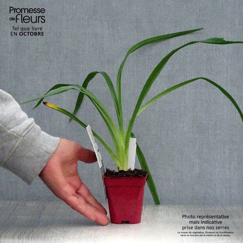 Amostra de Hemerocallis Orange Prelude Vaso de 8/9 cm tal como entregue no outono