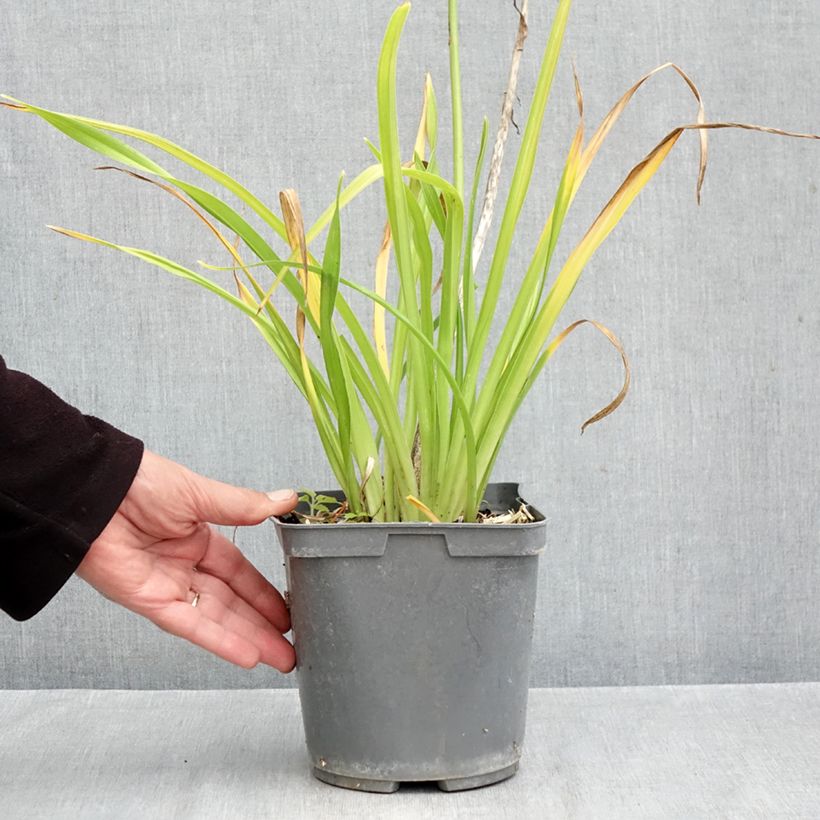 Amostra de Hemerocallis Gentle Shepherd Vaso de 2 L/3 L tal como entregue no outono