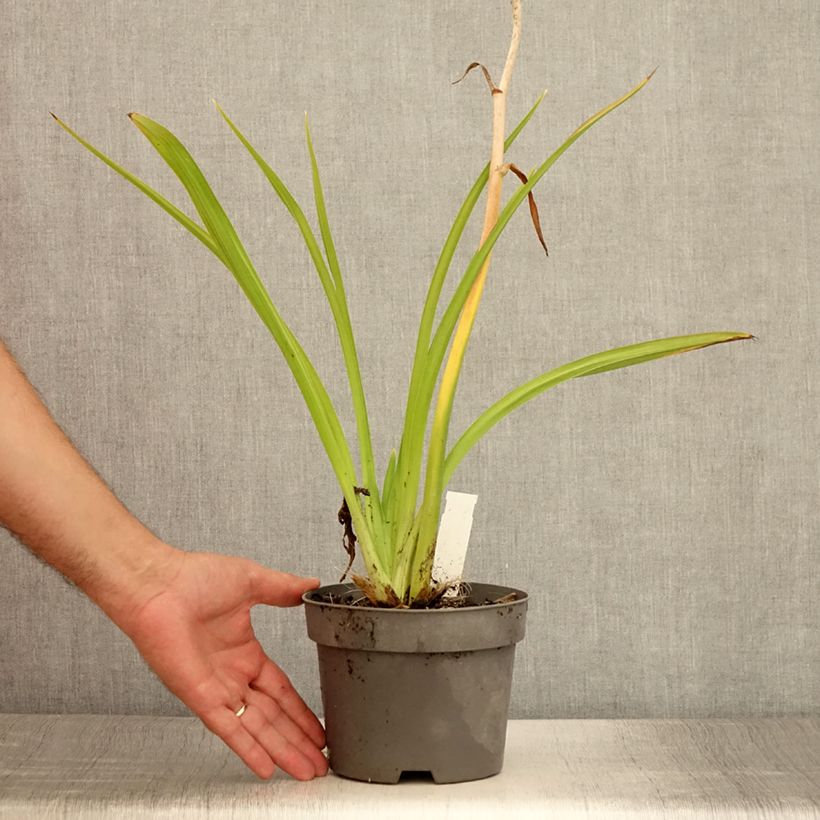 Amostra de Hemerocallis Gentle Shepherd Vaso de 2 L/3 L tal como entregue no verão