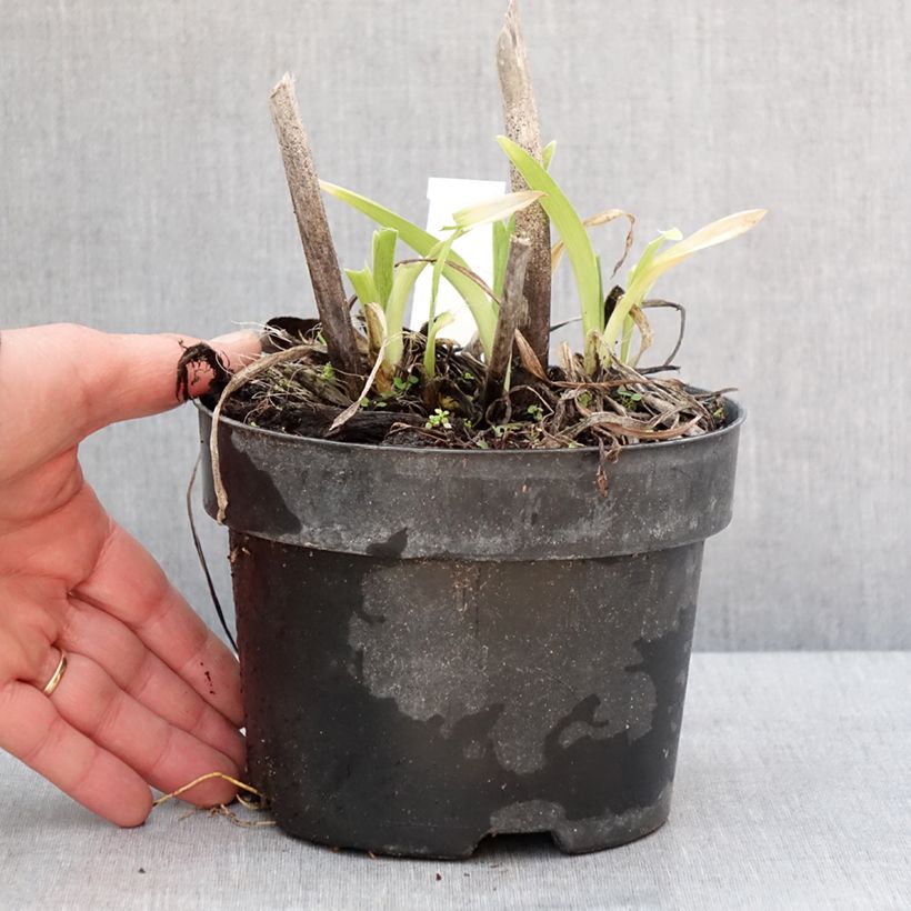 Amostra de Hemerocallis Gentle Shepherd Vaso de 2 L/3 L tal como entregue no inverno