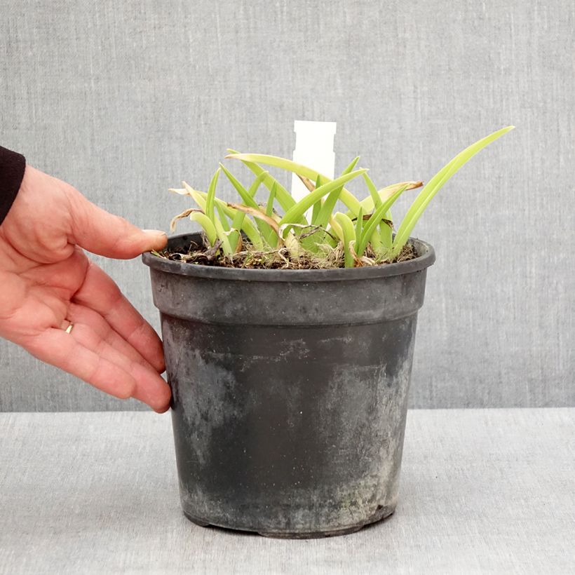 Amostra de Hemerocallis Gentle Shepherd Vaso de 2 L/3 L tal como entregue na primavera