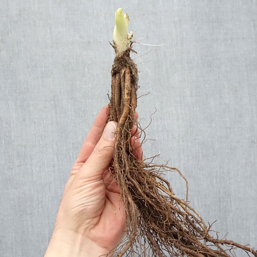 Amostra de Hemerocallis Gentle Shepherd Raízes nuas tal como entregue no inverno