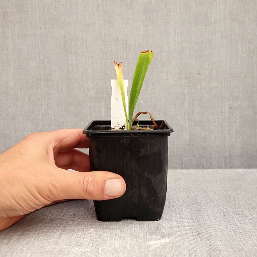 Amostra de Hémérocalle ou hemerocallis Patricia Jojo Godet de 8/9 cm tal como entregue no outono