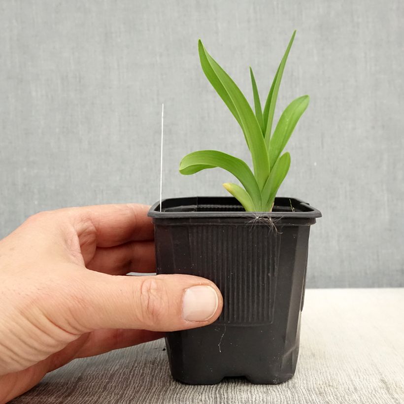 Amostra de Hemerocallis Patricia Jojo Vaso de 8/9 cm tal como entregue na primavera