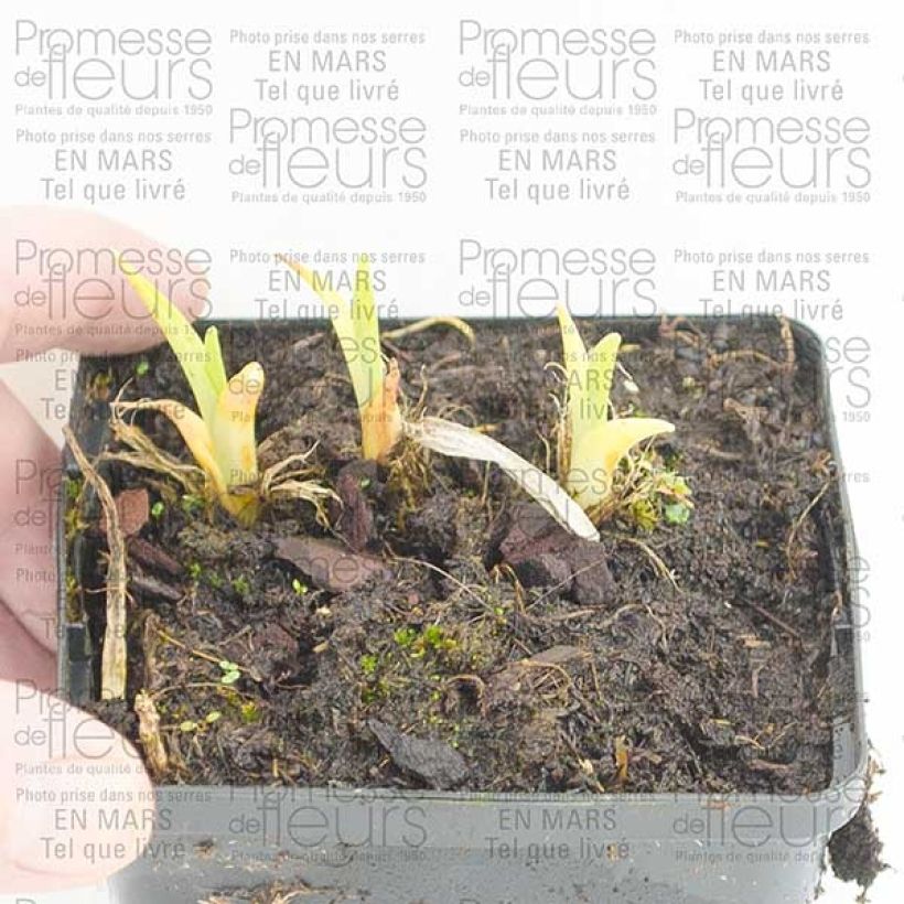 Exemplo de amostra de Hémérocalle Pandora s Box Godet de 8/9 cm tal como entregue