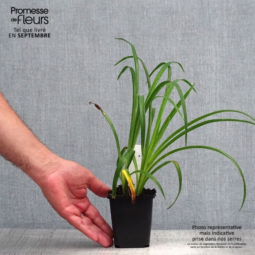 Amostra de Hemerocallis Pandora's Box Vaso de 8/9 cm tal como entregue no verão