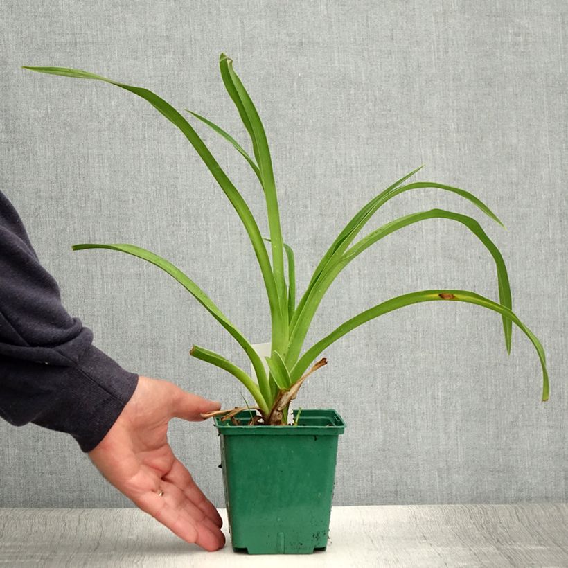 Amostra de Hemerocallis Pandora's Box Vaso de 1 L/1,5 L tal como entregue no verão