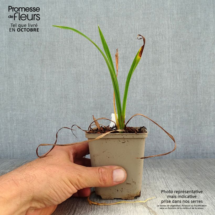 Amostra de Hemerocallis Pardon Me Vaso de 8/9 cm tal como entregue no outono