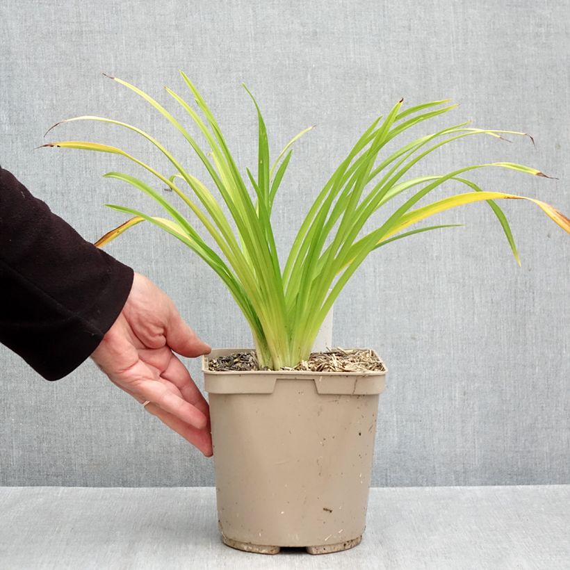 Amostra de Hemerocallis Pardon Me Vaso de 2 L/3 L tal como entregue no outono