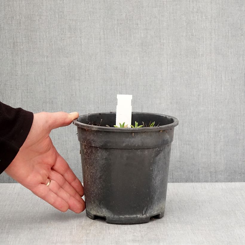 Amostra de Hemerocallis Pardon Me Vaso de 2 L/3 L tal como entregue na primavera