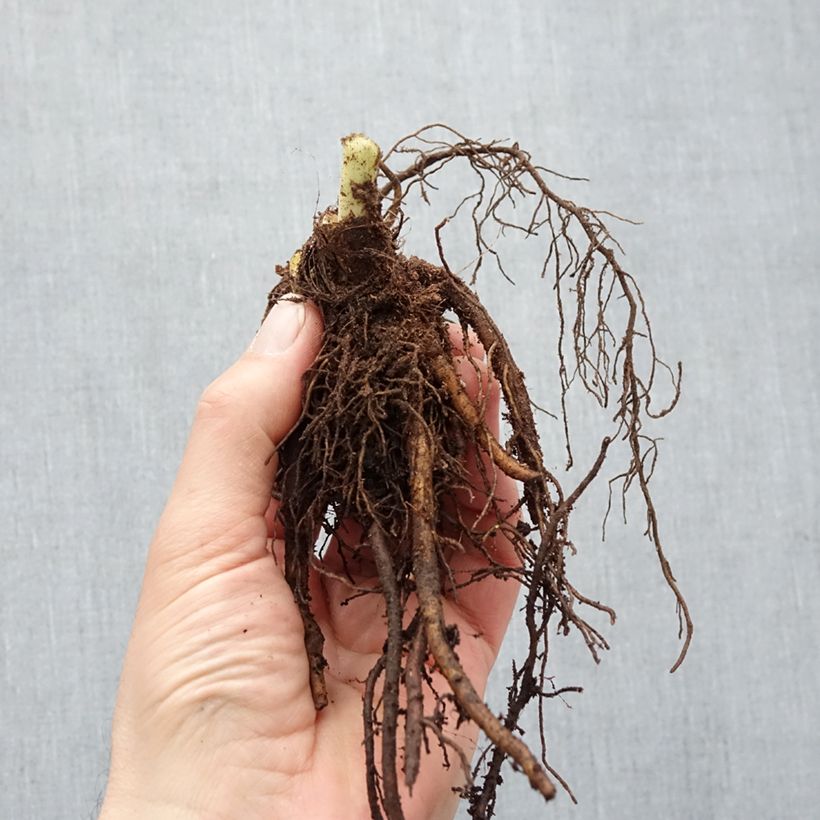 Amostra de Hémérocalle Pardon Me - Lis d'un jour rouge sombre. Raízes nuas tal como entregue no inverno