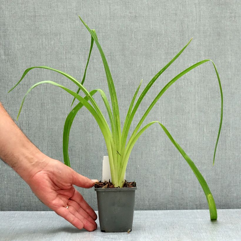 Amostra de Hemerocallis Piano Man Vaso de 8/9 cm tal como entregue no verão