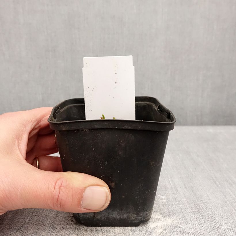 Amostra de Hemerocallis Piano Man Vaso de 8/9 cm tal como entregue no inverno