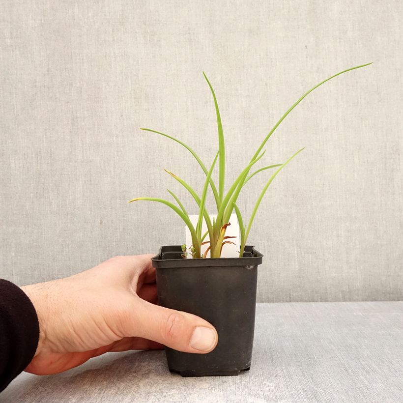 Amostra de Hemerocallis Piano Man Vaso de 8/9 cm tal como entregue na primavera