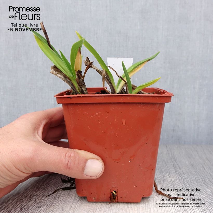 Amostra de Hemerocallis Piano Man Vaso de 1 L/1,5 L tal como entregue no outono