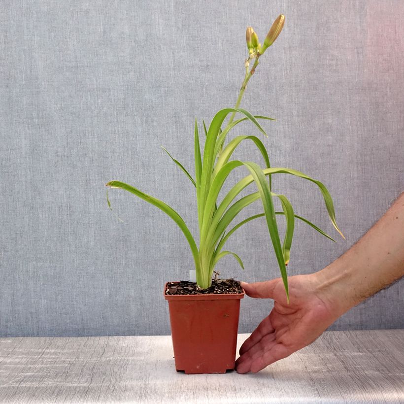 Amostra de Hemerocallis Piano Man Vaso de 1 L/1,5 L tal como entregue no verão