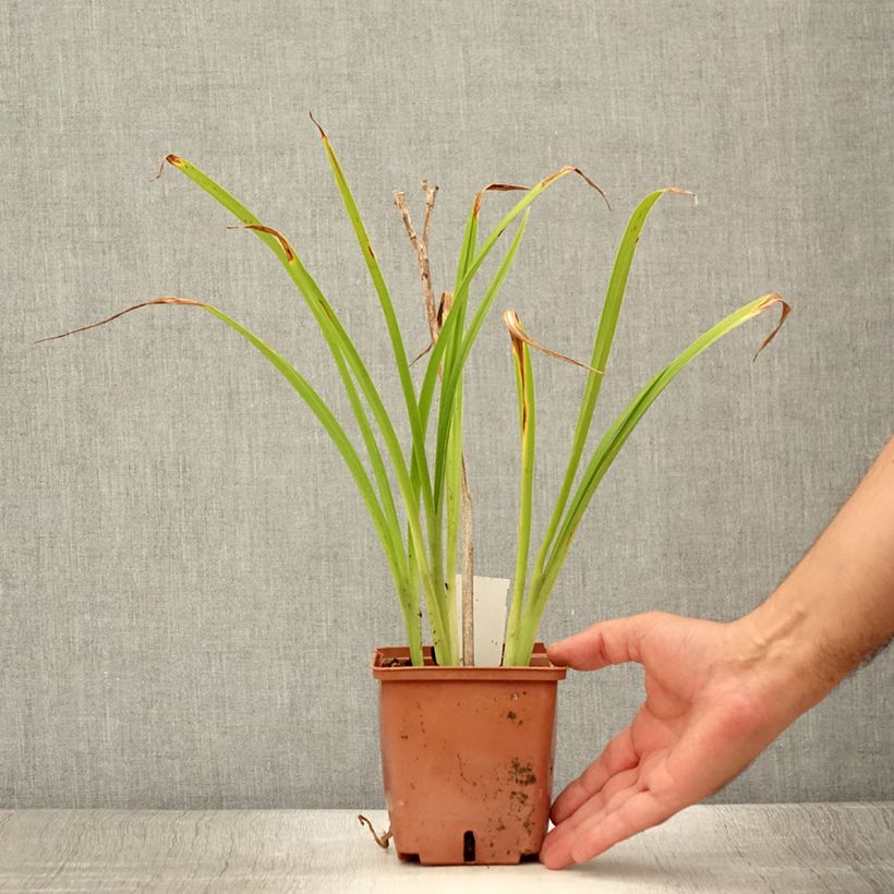 Amostra de Hemerocallis Poogie Vaso de 1 L/1,5 L tal como entregue no verão