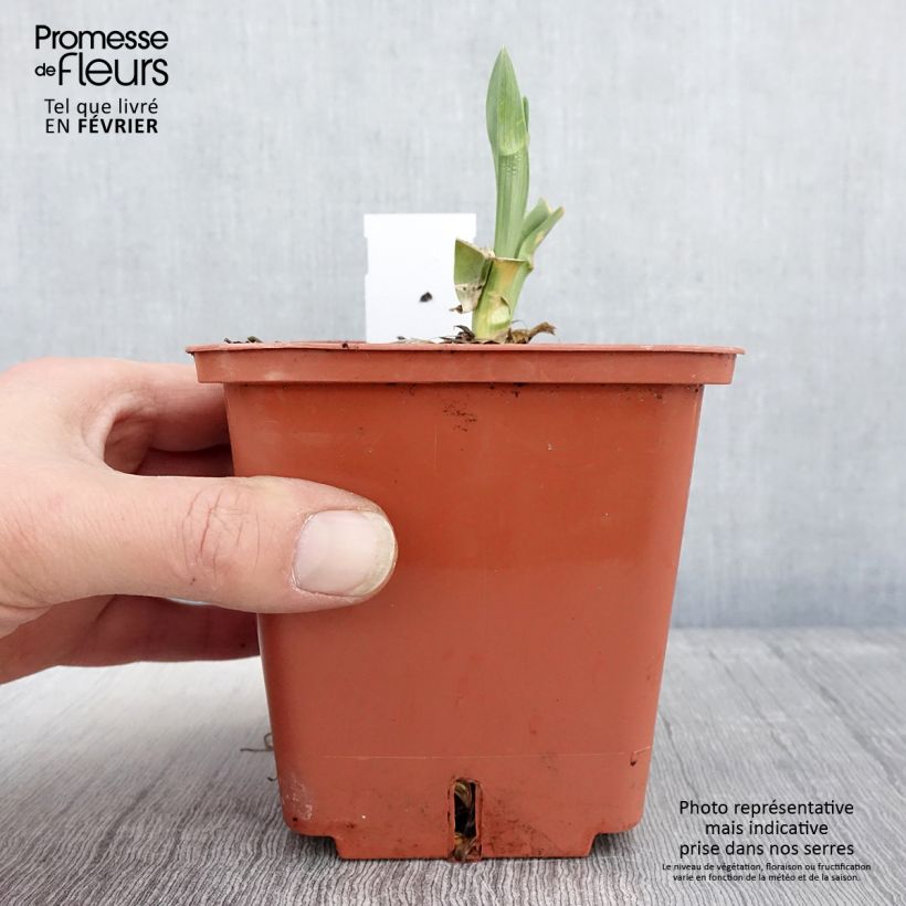 Amostra de Hémérocalle Poogie Vaso de 1 L/1,5 L tal como entregue no inverno