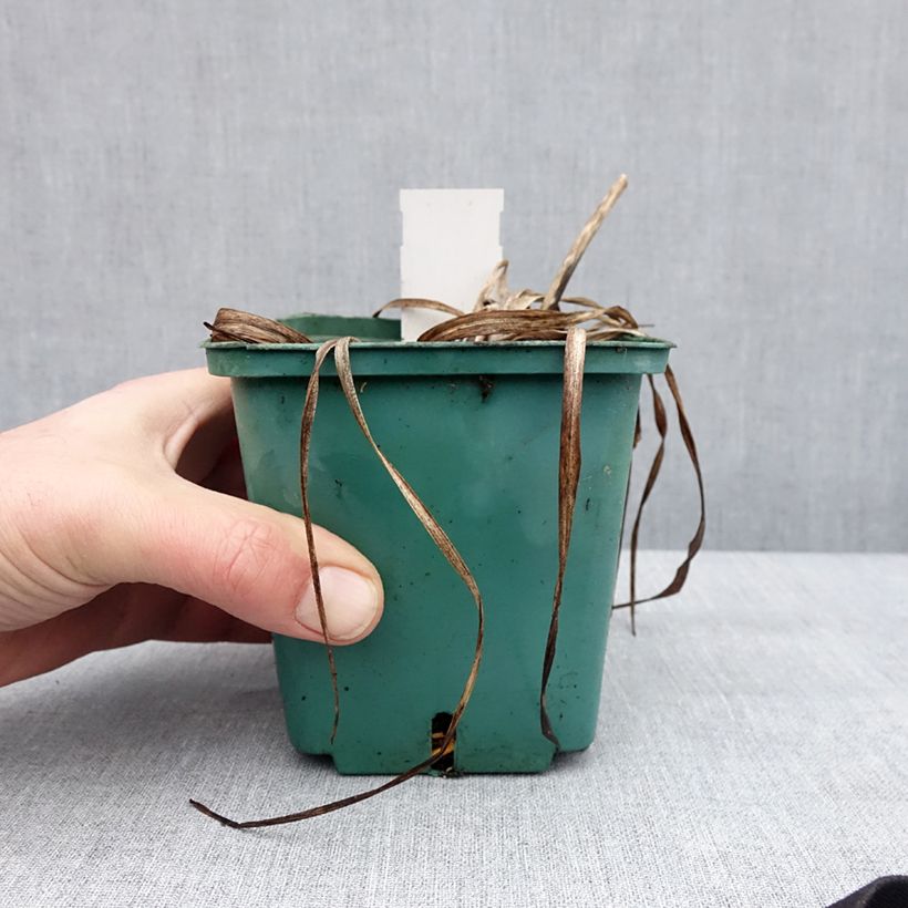 Amostra de Hémérocalle Prague Spring - Lis d'un jour rose chair pâle fumé à centre et gorge vert pistache Pot de 1L/1,5L tal como entregue no inverno