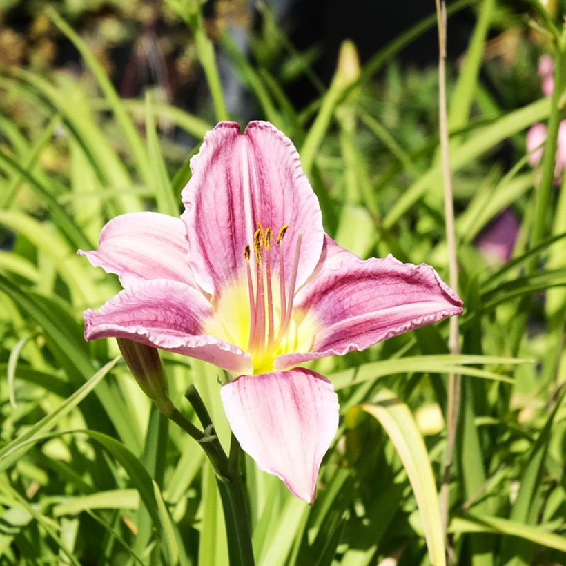 Hemerocallis Prairie Blue Eyes (Floração)