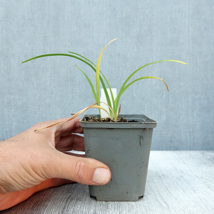 Amostra de Hemerocallis Prairie Blue Eyes Vaso de 8/9 cm tal como entregue no outono