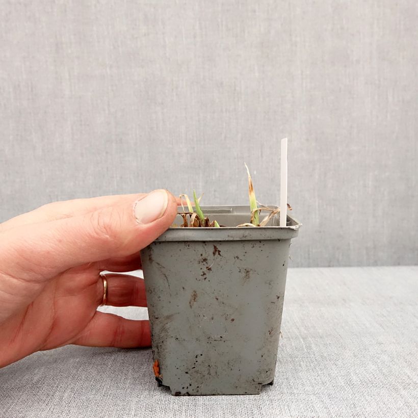 Amostra de Hémérocalle Prairie Blue Eyes - Lis d'un jour rose lavande à oeil mauve-bleuté. Vaso de 8/9 cm tal como entregue no inverno