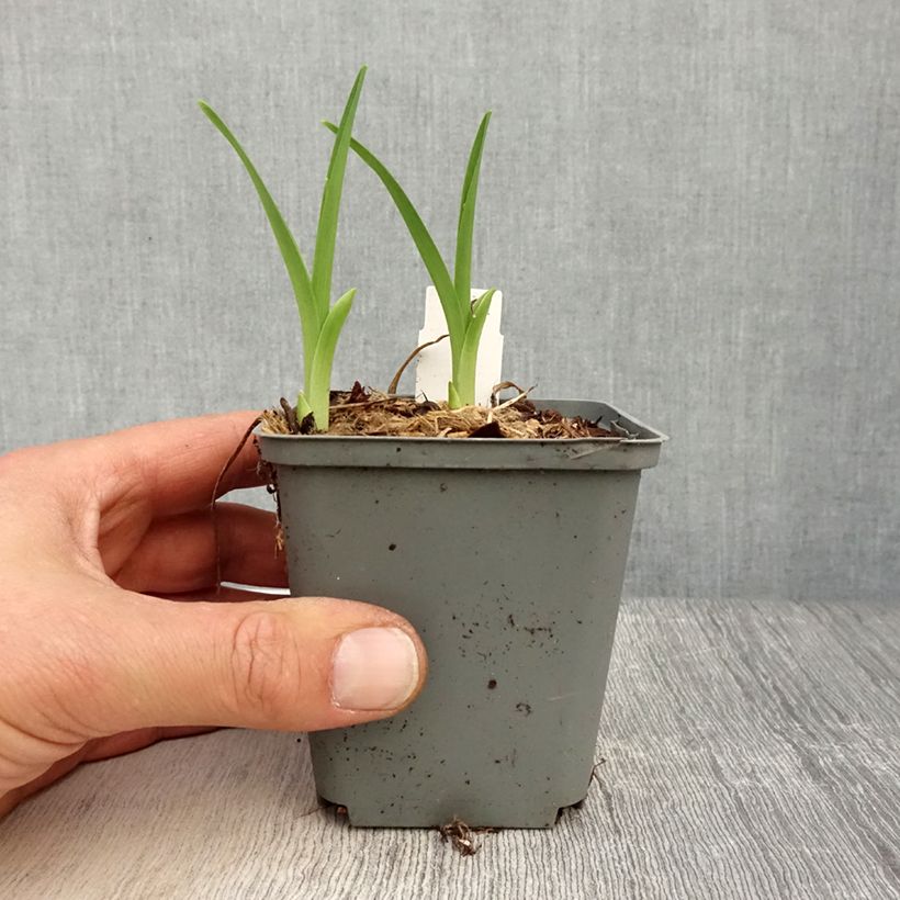 Amostra de Hemerocallis Prairie Blue Eyes Vaso de 8/9 cm tal como entregue na primavera