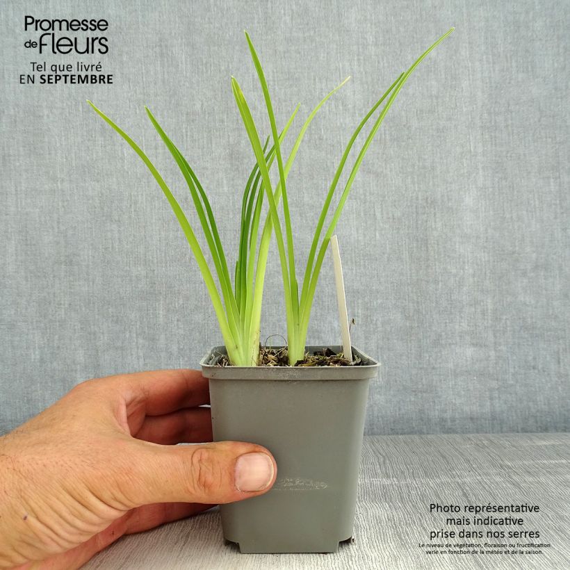 Amostra de Hemerocallis Prairie Blue Eyes Vaso de 1 L/1,5 L tal como entregue no verão