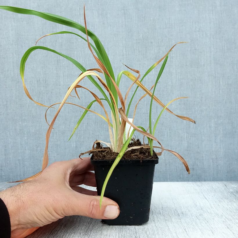 Amostra de Hemerocallis Red Rum Vaso de 8/9 cm tal como entregue no outono