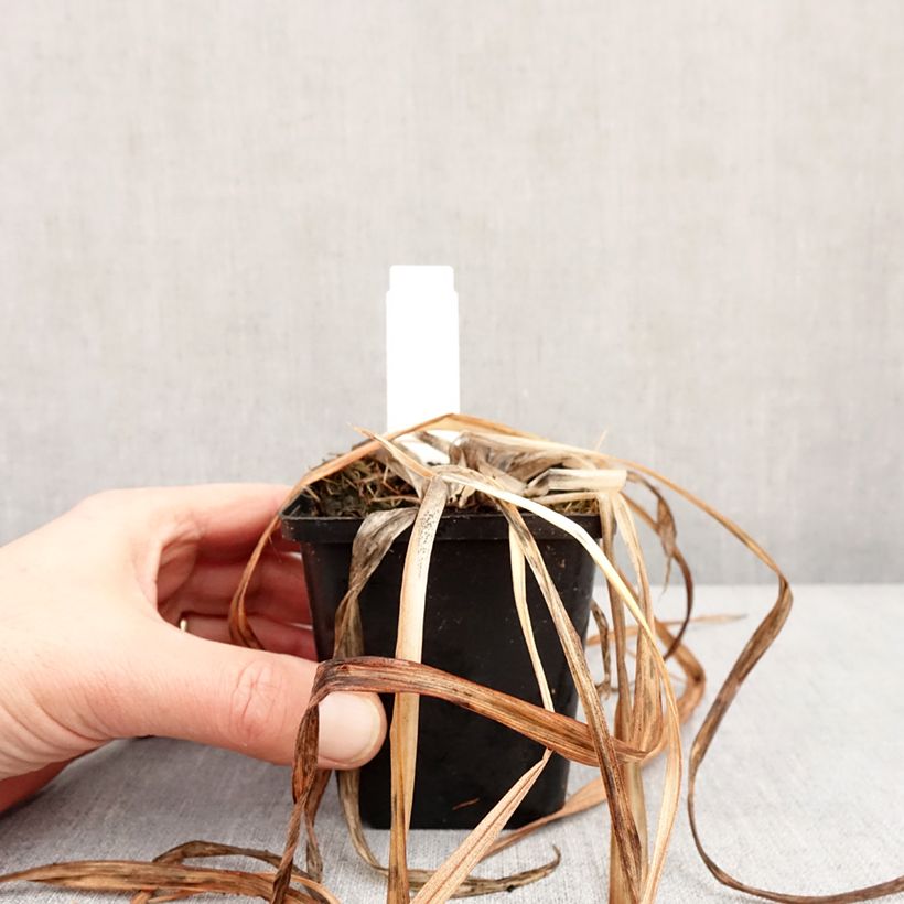 Amostra de Hémérocalle Red Rum - Lis d'un jour rouge cerise clair. Vaso de 8/9 cm tal como entregue no inverno