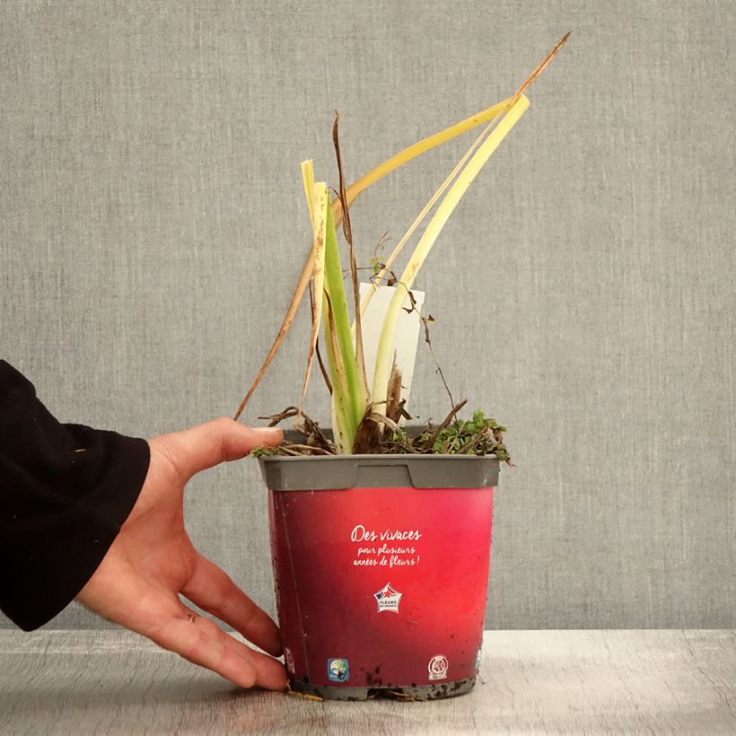 Amostra de Hemerocallis Red Rum Vaso de 2 L/3 L tal como entregue no outono