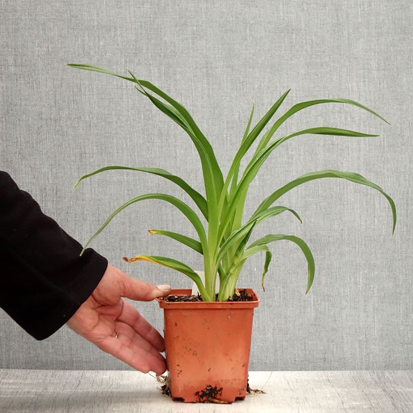 Amostra de Hemerocallis Rose Corsage Vaso de 1 L/1,5 L tal como entregue na primavera