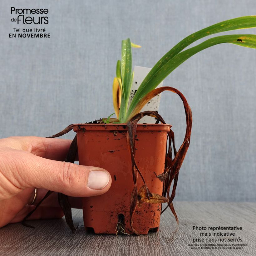 Amostra de Hemerocallis Roswitha Vaso de 8/9 cm tal como entregue no outono