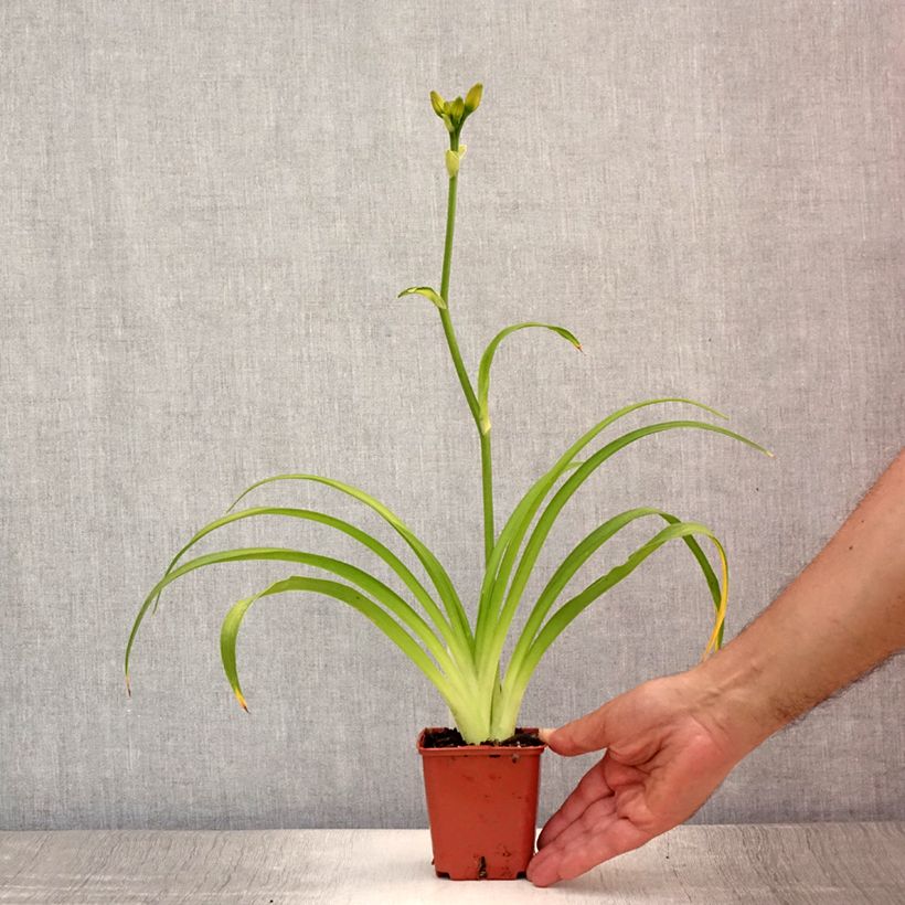 Amostra de Hemerocallis Roswitha Vaso de 8/9 cm tal como entregue no verão