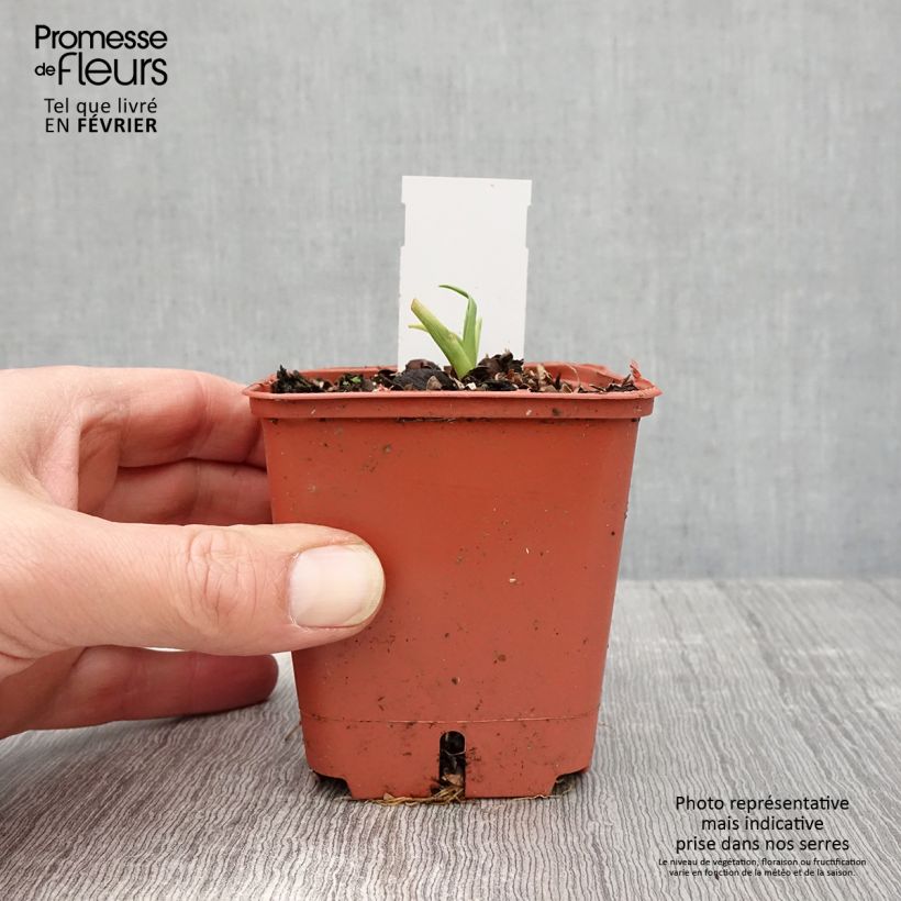 Amostra de Hémérocalle Roswitha - Lis d'un jour Godet de 8/9 cm tal como entregue no inverno