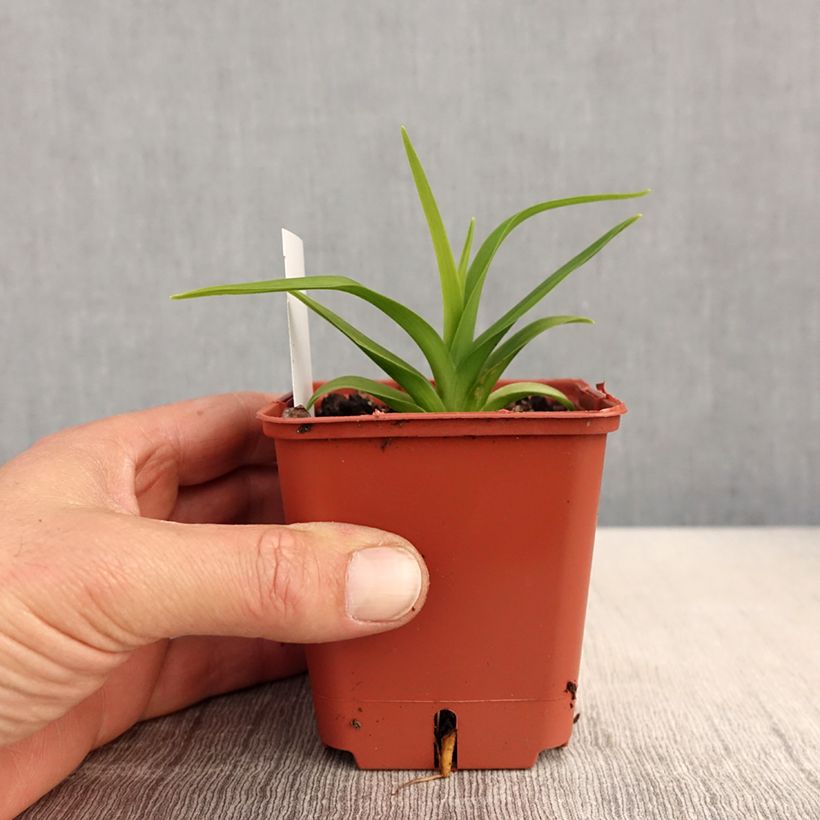 Amostra de Hemerocallis Roswitha Vaso de 8/9 cm tal como entregue na primavera