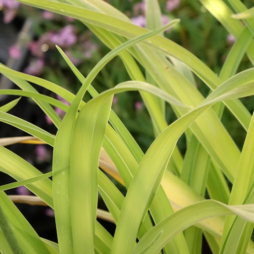 Hemerocallis Roswitha (Folhagem)