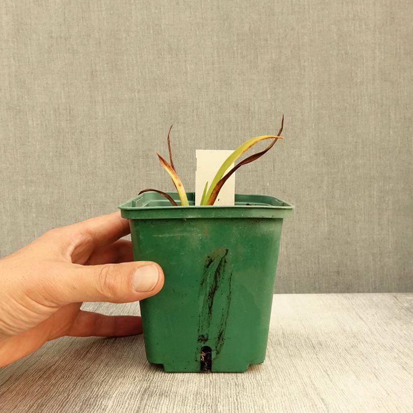 Amostra de Hemerocallis Roswitha Vaso de 1,5 L/2 L tal como entregue no outono