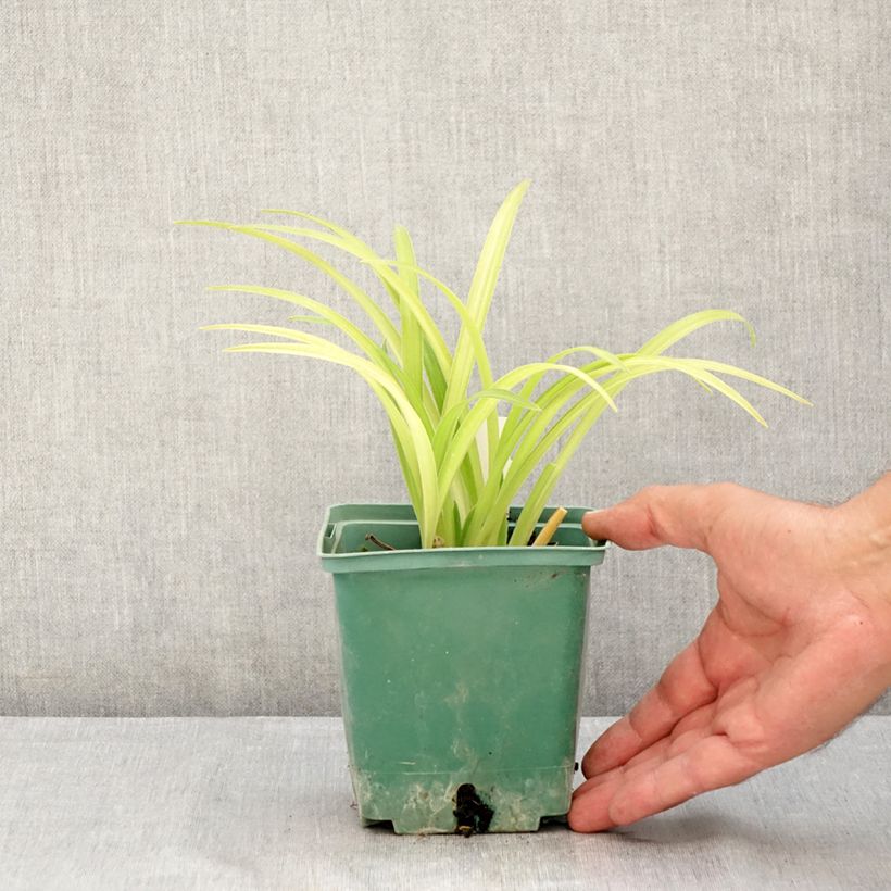 Amostra de Hemerocallis Roswitha Vaso de 1,5 L/2 L tal como entregue no verão