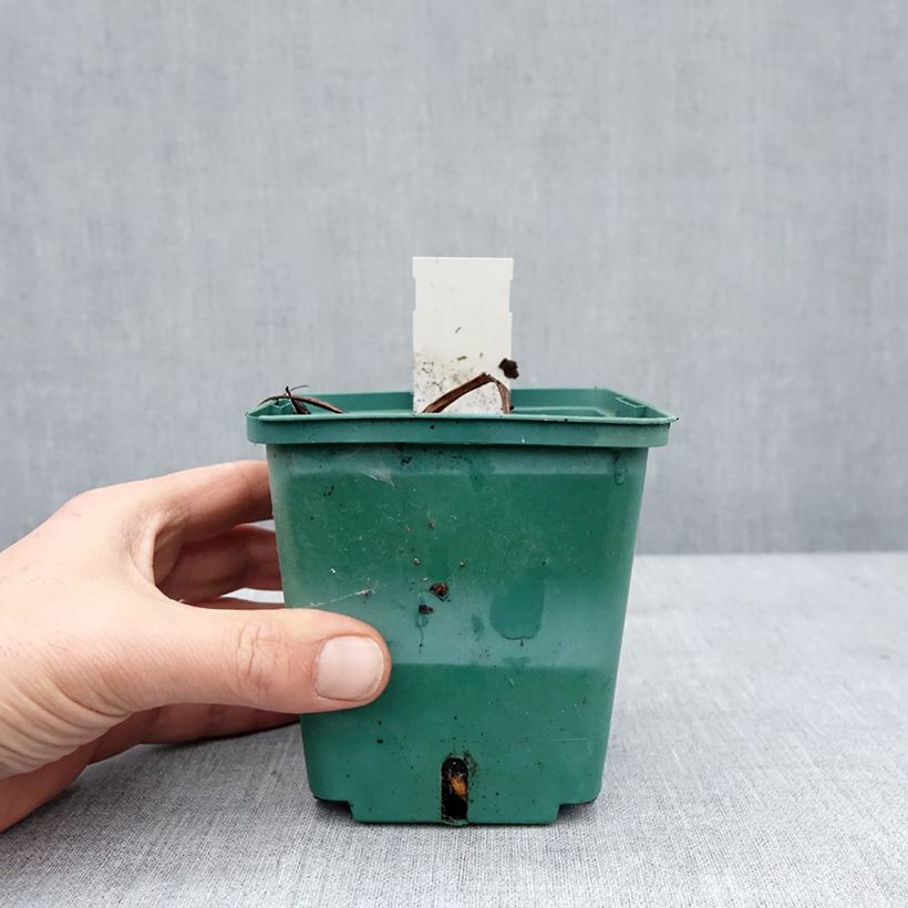 Amostra de Hémérocalle Roswitha - Lis d'un jour Pot de 1,5L/2L tal como entregue no inverno