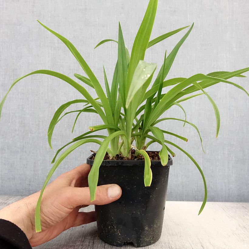 Amostra de Hemerocallis Roswitha Vaso de 1,5 L/2 L tal como entregue na primavera