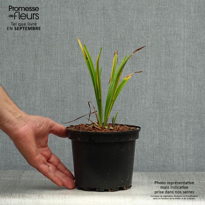 Amostra de Hemerocallis Rosy Returns Vaso de 2 L/3 L tal como entregue no outono