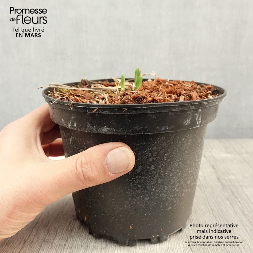 Amostra de Hemerocallis Rosy Returns Vaso de 2 L/3 L tal como entregue na primavera