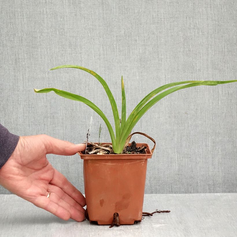 Amostra de Hemerocallis Sabine Baur Vaso de 1 L/1,5 L tal como entregue no outono