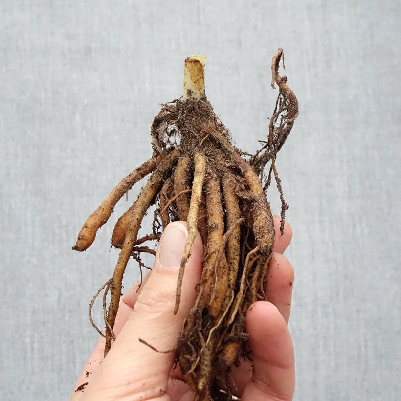 Amostra de Hémérocalle Sabine Baur - Lis d'un jour Raízes nuas tal como entregue no inverno