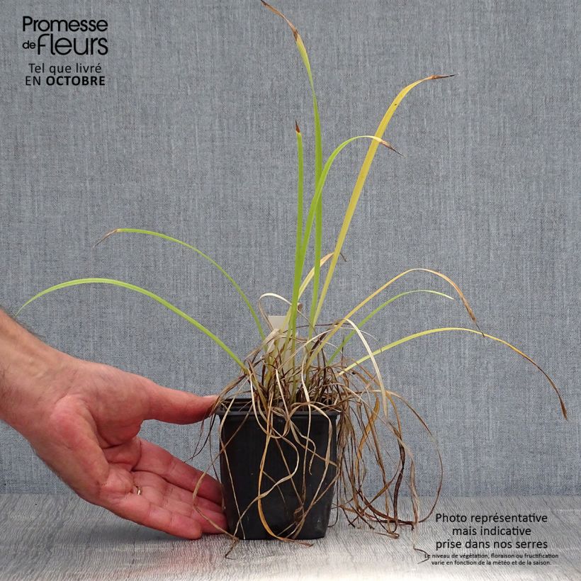 Amostra de Hemerocallis Sammy Russell Vaso de 8/9 cm tal como entregue no outono